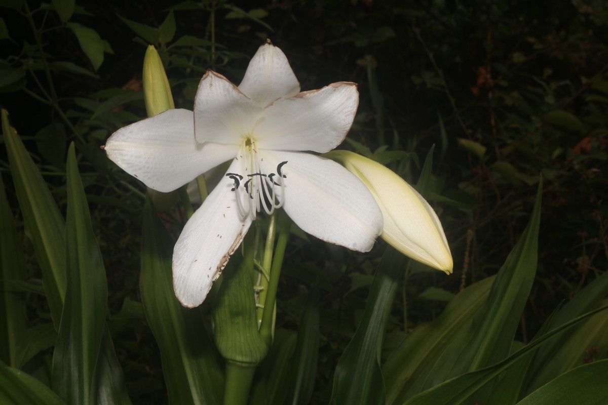 Crinum moorei Hook.f.